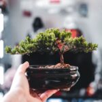 Zo gebruik je een bonsai als stijlvol statement in je interieur