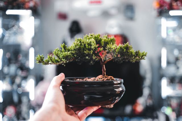 Zo gebruik je een bonsai als stijlvol statement in je interieur